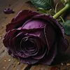 hasna_elh__