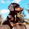 <Bad dog> Miles the dachshund