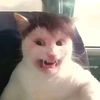 peluca.gato