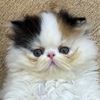 may.eyebrow_cat