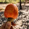culinária diversa