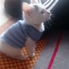 pattybetzitha