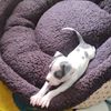 darlen_manchitas