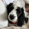 shazzyfbaby