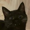 meowuyuu