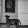 malik_anjum_093