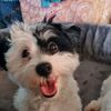 yaradog
