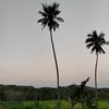 cayahamzah20_