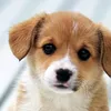 sneshana_952