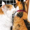 catsfamily074