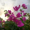 sabiha_oyshi29