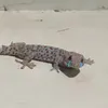vnhk120
