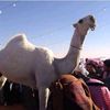 yassir6848