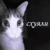miaw.av0_k