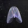 ohjellyjelly0