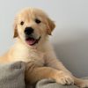 jaxthegoldenboyy