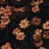 maila_666