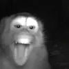 simessamesmo