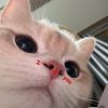 เฟรชเป็นแม่แมว 😾