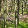 fae.in.the.forest