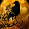 murderofcrowscollective