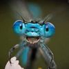 dragnflys04
