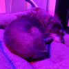 java_fox