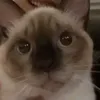 em_isblue