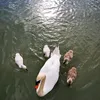 cmoiii_29