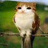 finn_mcmeowler