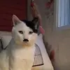 kitler_never_die