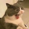 catsily_