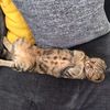 lukathecutecat