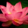 lotus91_cr