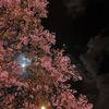 kaus_85
