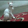 ujang.talu