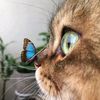 auroraproject.id