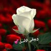 amal24217