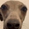 chaoscamcam