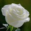 naif866808574
