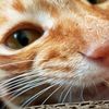 suspended_cat