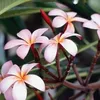 angecomorienne