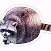 racoon2