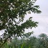 yf_1.bat