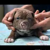 pitbul_planet