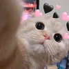 meei_205