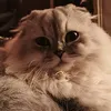 xomyak_rpg