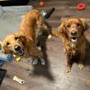 onlytwogoldens