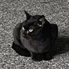 nyao19