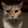 psychopathysyt